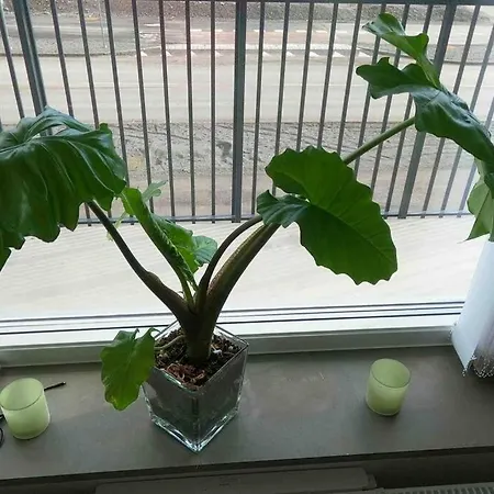 Apartment - Private In An