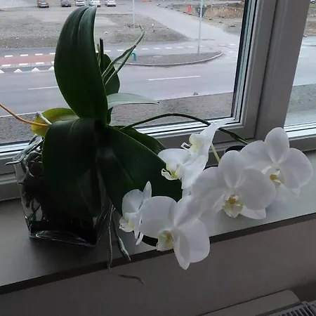 - Private In An Apartment *