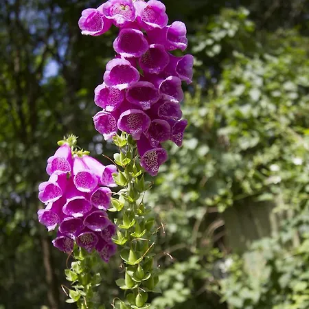 לינה וארוחת בוקר Torpet Mon 3*