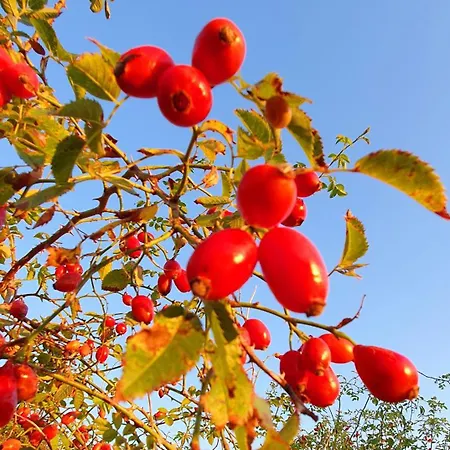 Homestay 1 I Johanneberg Gothenburg