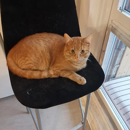 One Large With 3 Single Beds Konukevi