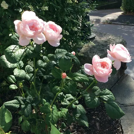 Pia's House * Gothenburg