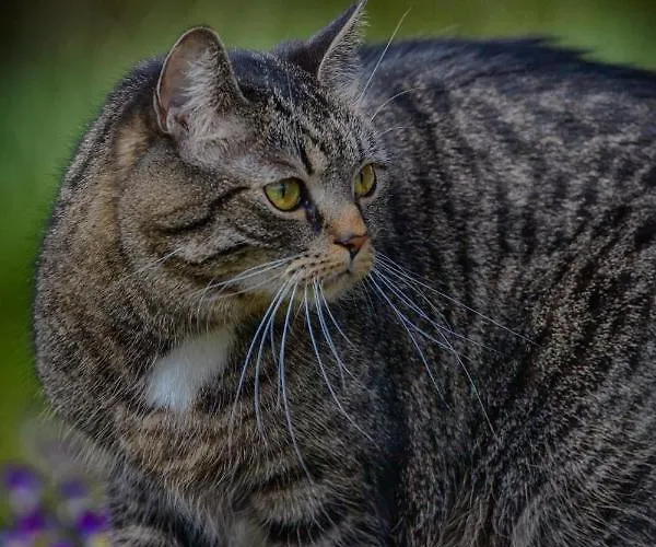 Eklanda Rum i privatbostad *