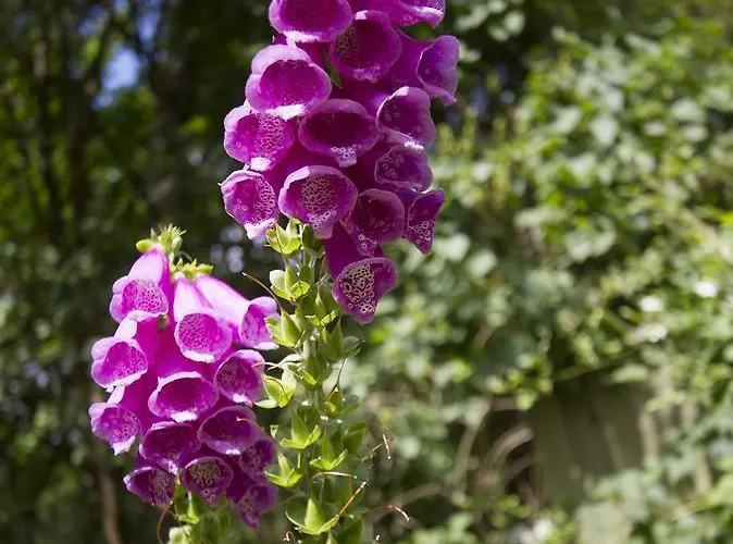 Bed and breakfast Torpet Mon 3*