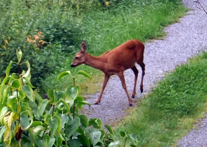 Torpet Mon Gotemburgo