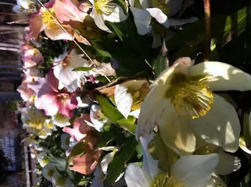 Apartment Eklanda Studio