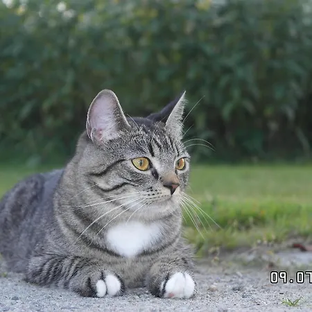Δωμάτια σε οικογενειακή κατοικία Eklanda *