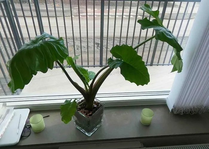 Lejlighed - Private In An